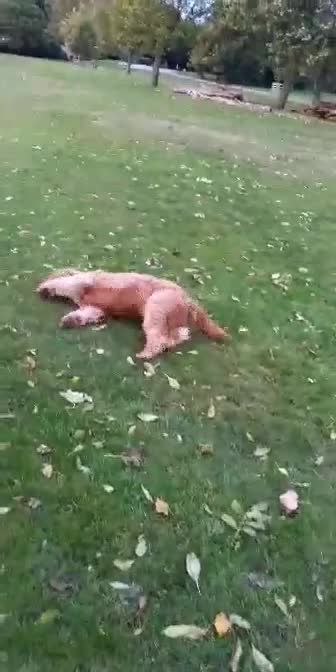 Goldendoodle dogs for stud: Gorgeous F1 Goldendoodle for Stud in Derby - Video 1