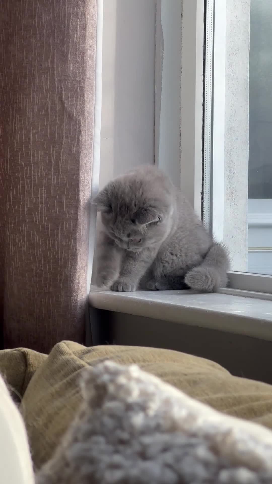 British Shorthair cats for sale: GCCF Registered British Shorthair Kittens  - Video 1