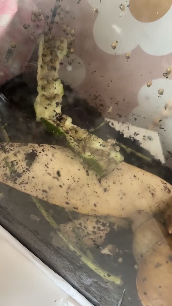 Snails invertebrates for sale: Albino giant African land snails  in Walsall - Video 1