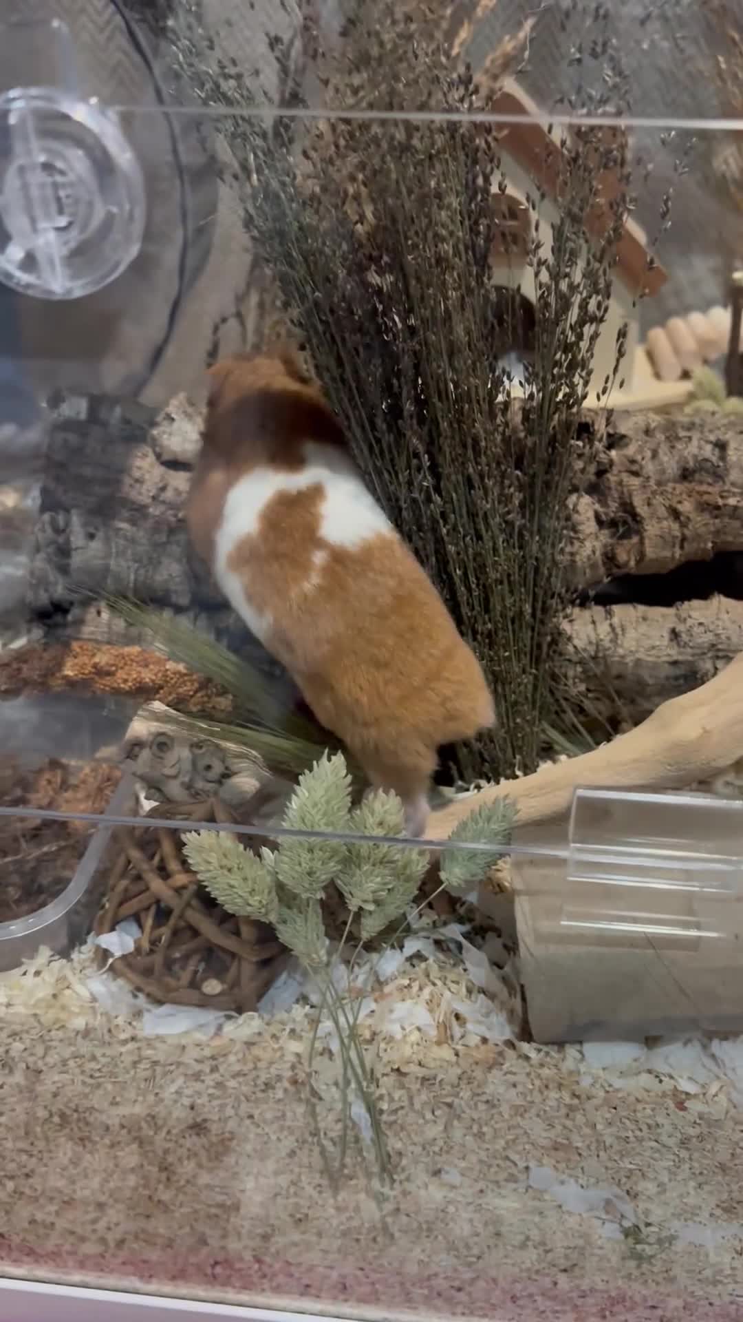 Hamster rodents for sale: Male Syrian Hamster - Video 1