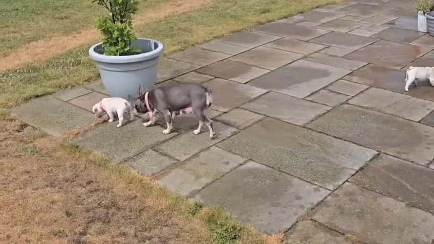 French Bulldog dogs for sale: One adorable female 🩷 French Bulldog Puppy  - Video 5