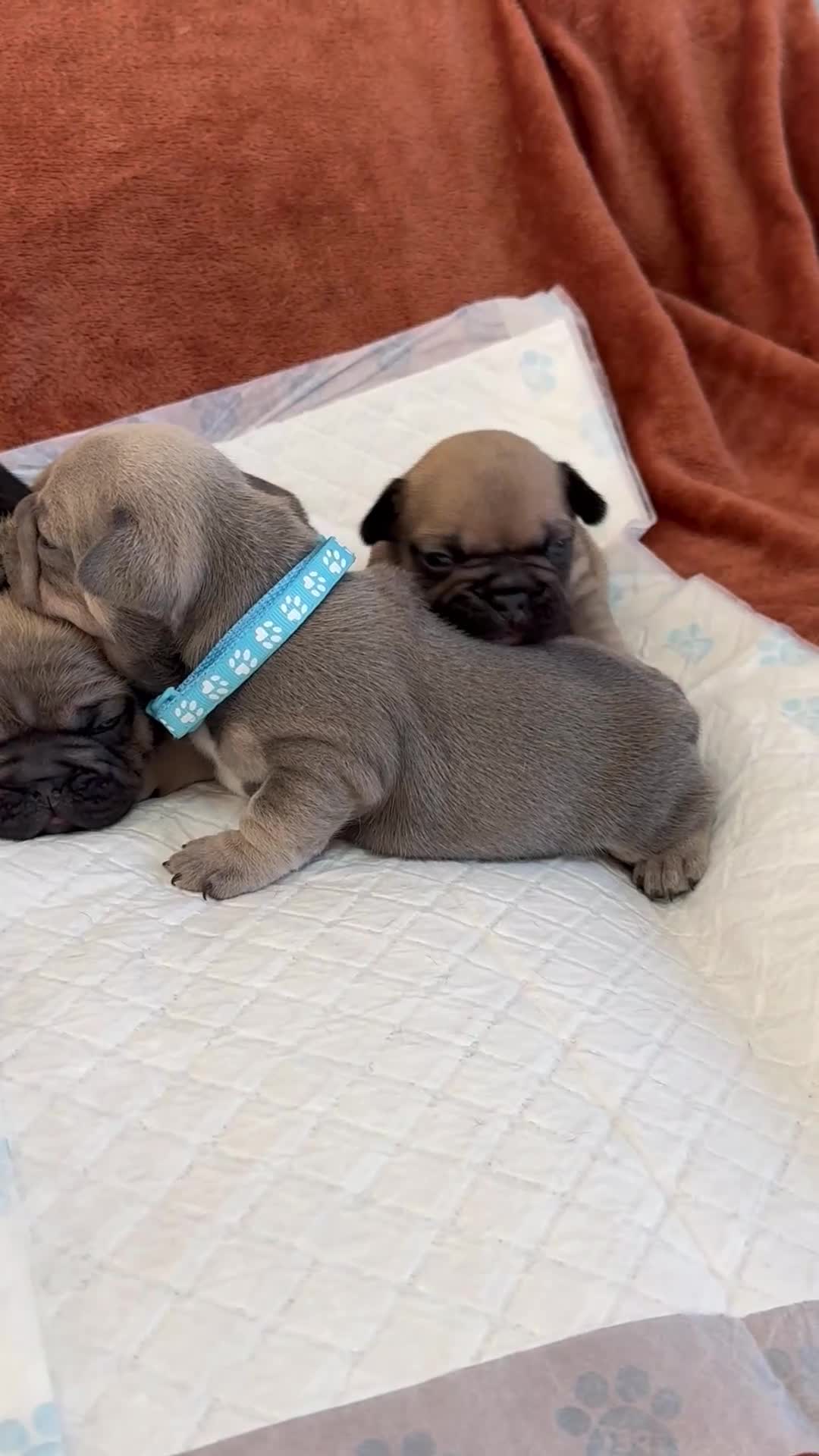 French Bulldog dogs for sale: Beautiful French Bulldog litter - Video 1