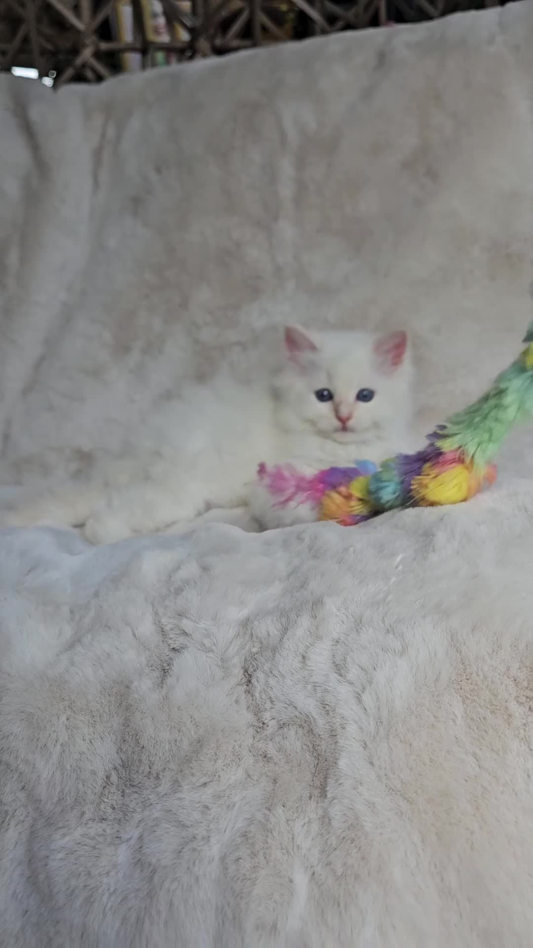 Ragdoll cats for sale: Pure Ragdoll Kittens - Video 1