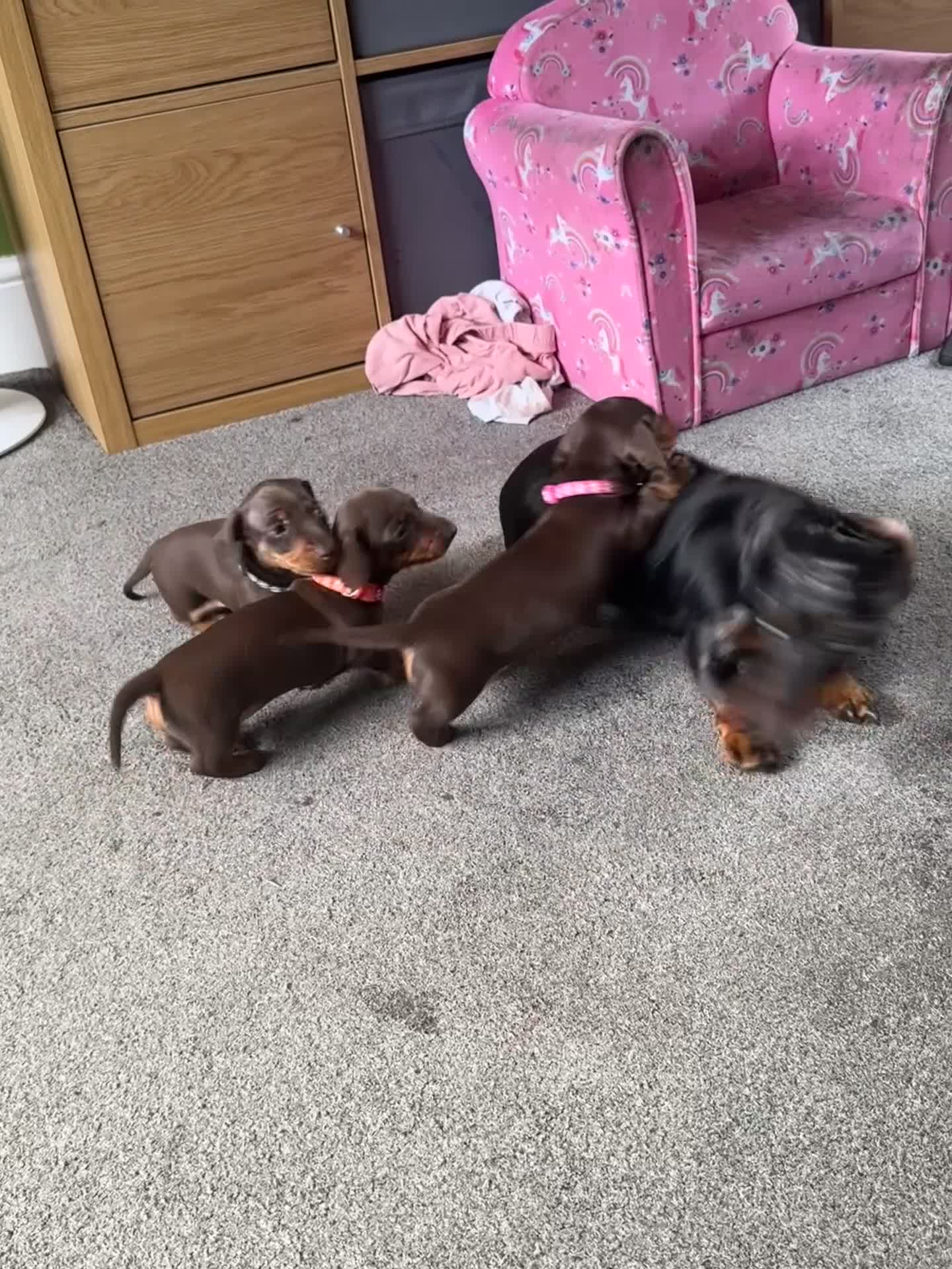 Miniature Dachshund dogs for sale: Smooth haired Miniature dachshund - Video 3