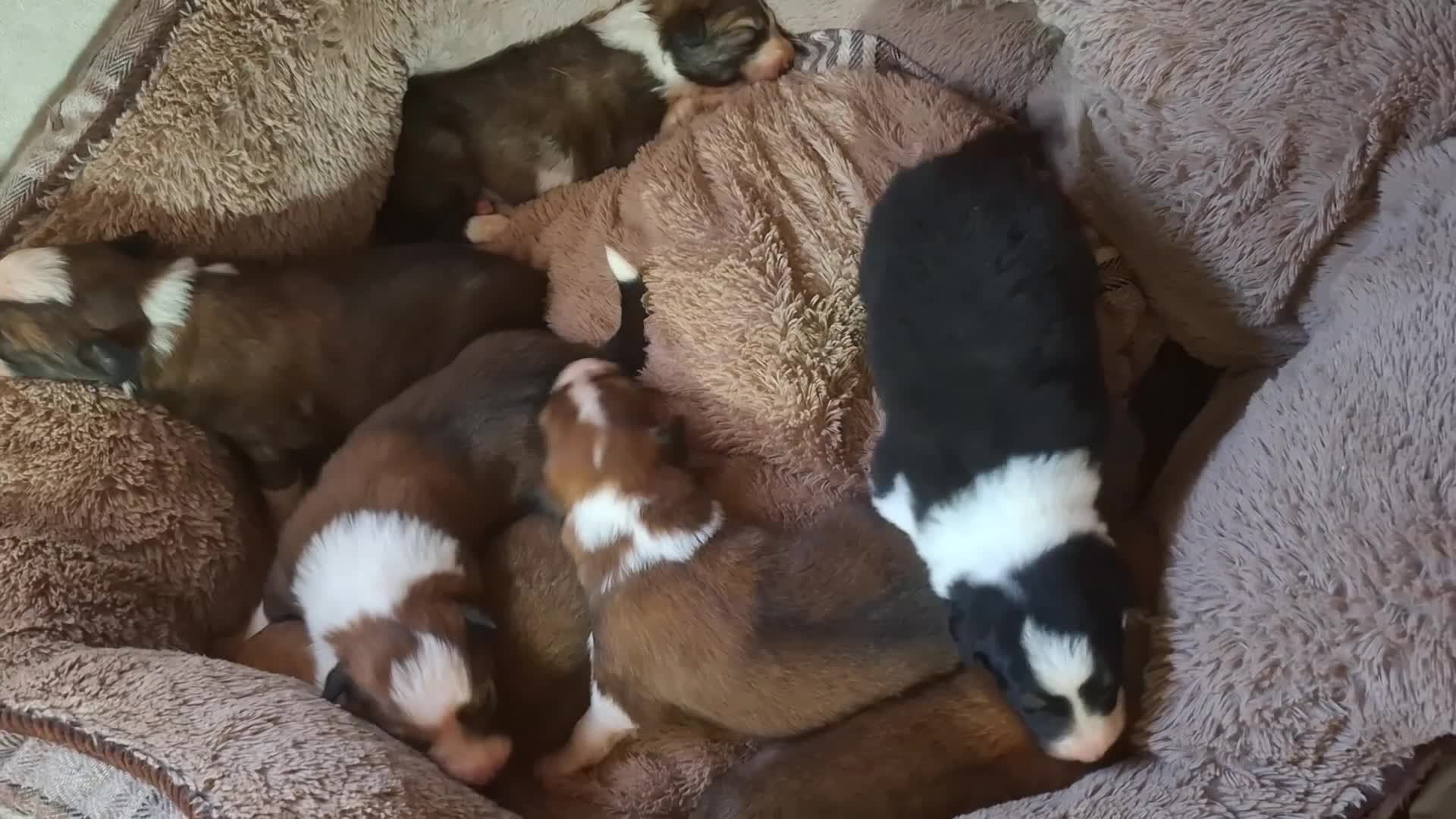 Border Collie dogs for sale: 7 border collie pups 🌟  - Video 1