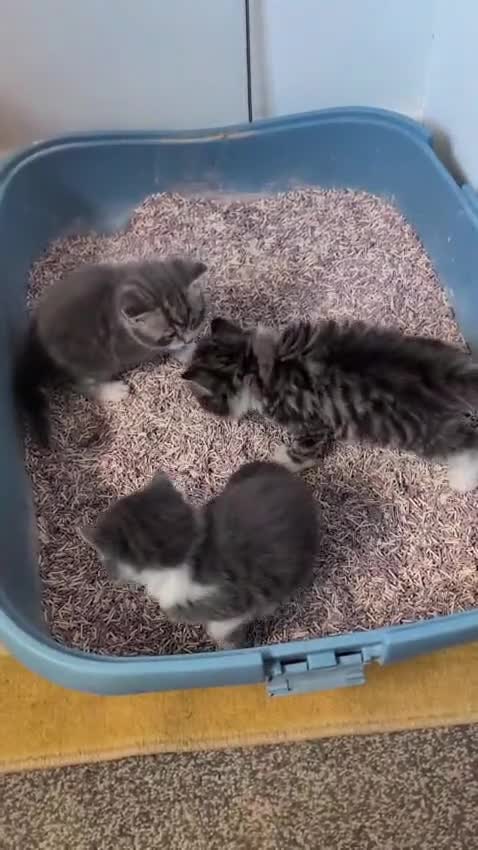 Mixed Breed cats for sale: Beautiful fluffy kittens for sale.  - Video 1