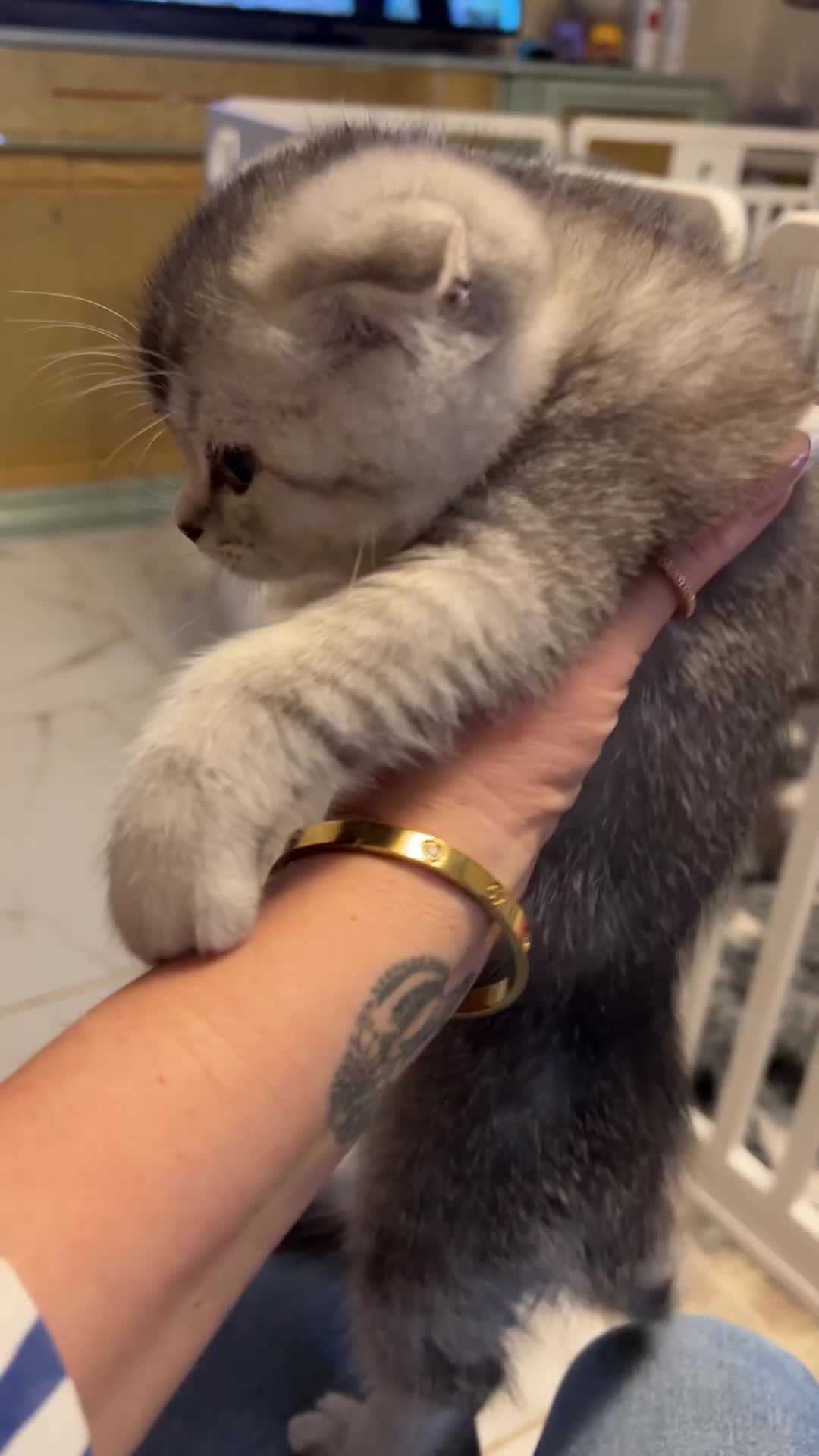 Scottish Fold cats for sale: Scottish Fold  kittens ❤️READY TO LEAVE ❤️ - Video 3