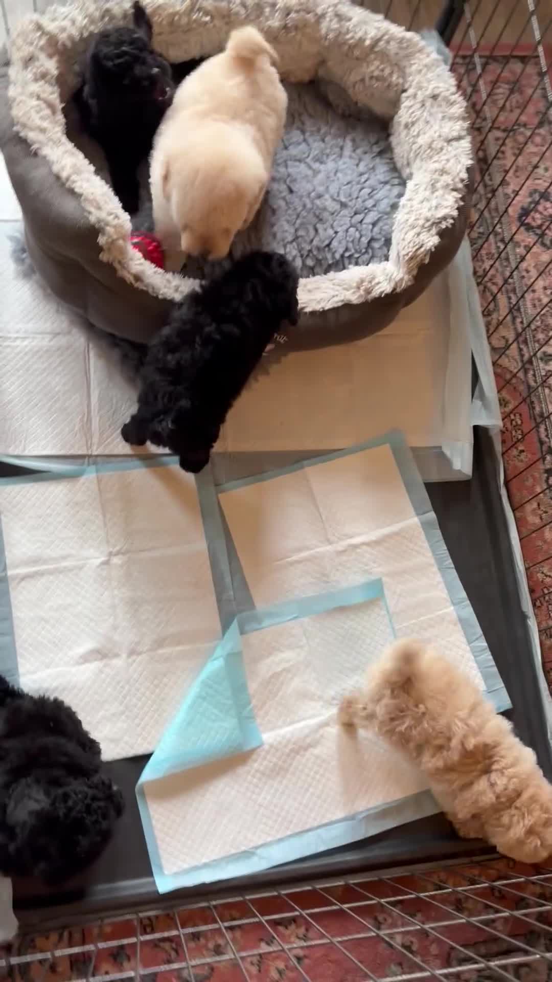 Toy Poodle dogs for sale: Stunning Toy Poodle Puppies - Aberdeenshire- £1250 - Video 1
