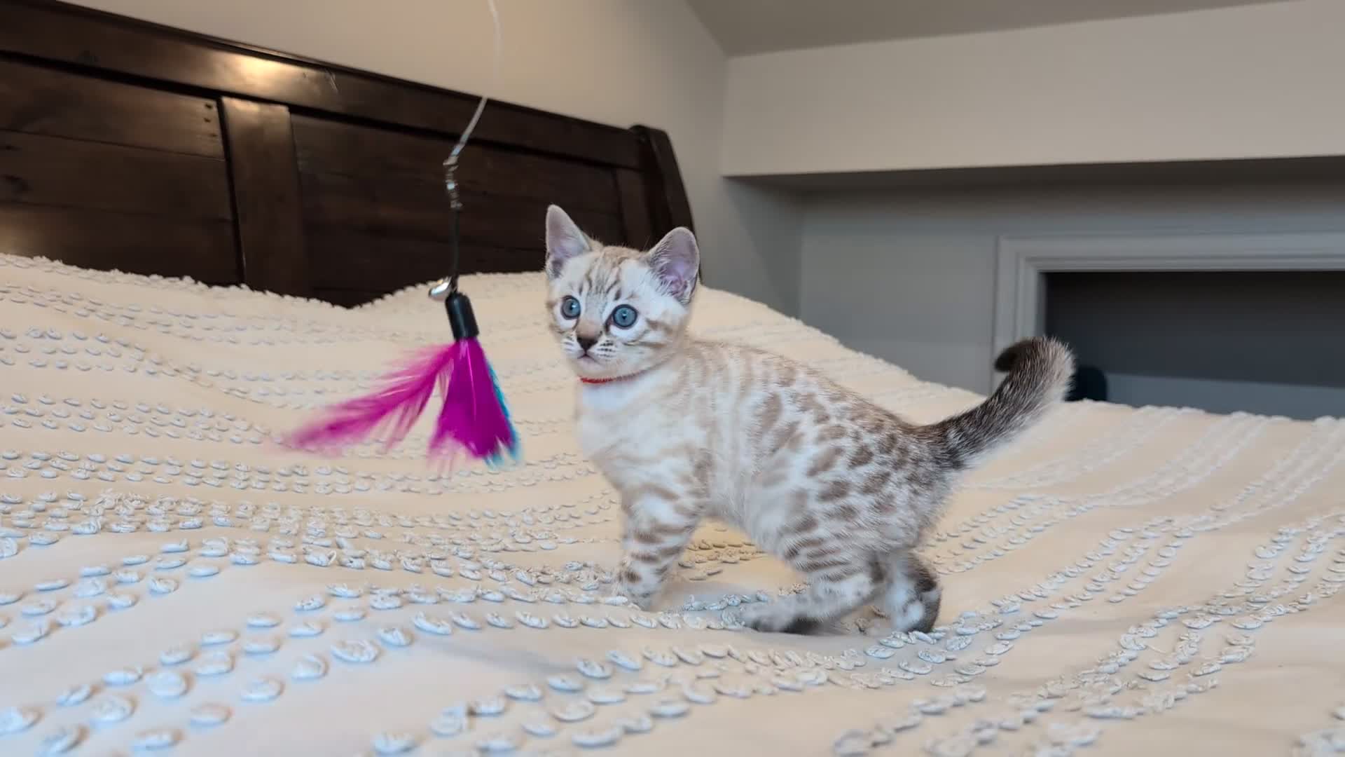 Bengal cats for sale: 🤍🩶🖤 Beautiful Bengal Kittens 🖤🩶🤍 - Video 1