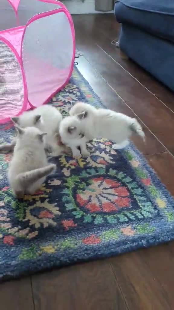 Ragdoll cats for sale: Two GCCF ragdoll boys ♂️♂️😺😺 - Video 1