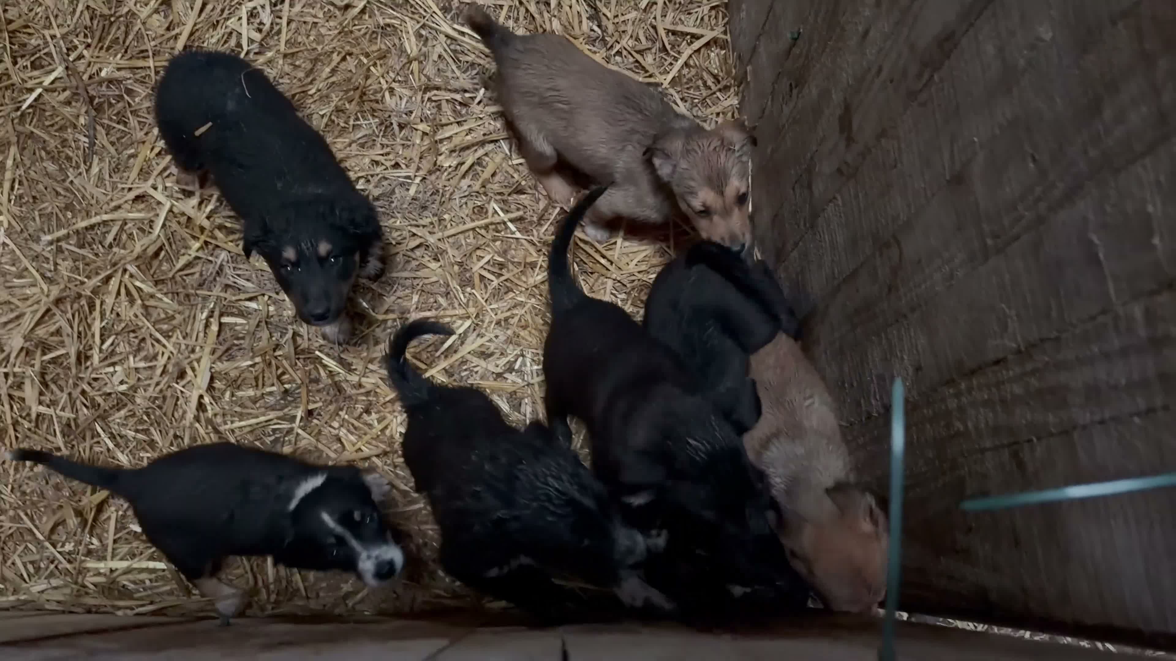 Mixed Breed dogs for sale: 6 kelpie cross collie pups  in Llandrindod Wells - Video 1