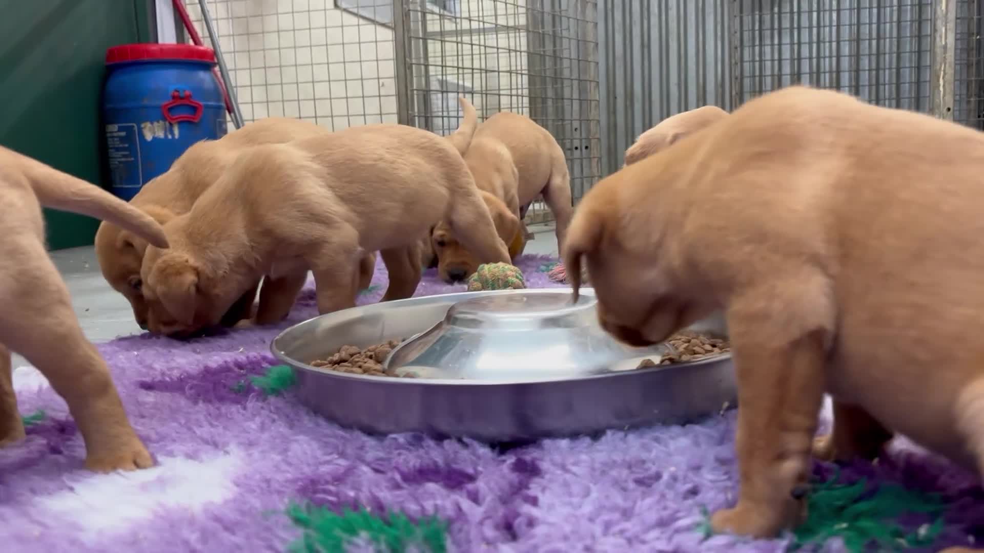 Labrador Retriever dogs for sale: Fox red Labradors  - Video 3
