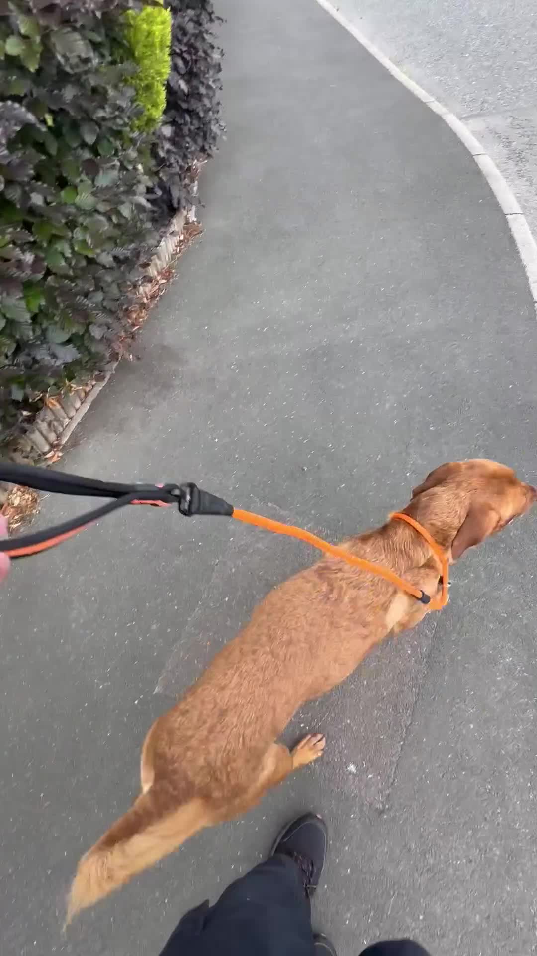 Labrador Retriever dogs for sale: Beautiful Fox Red Lab - Video 1