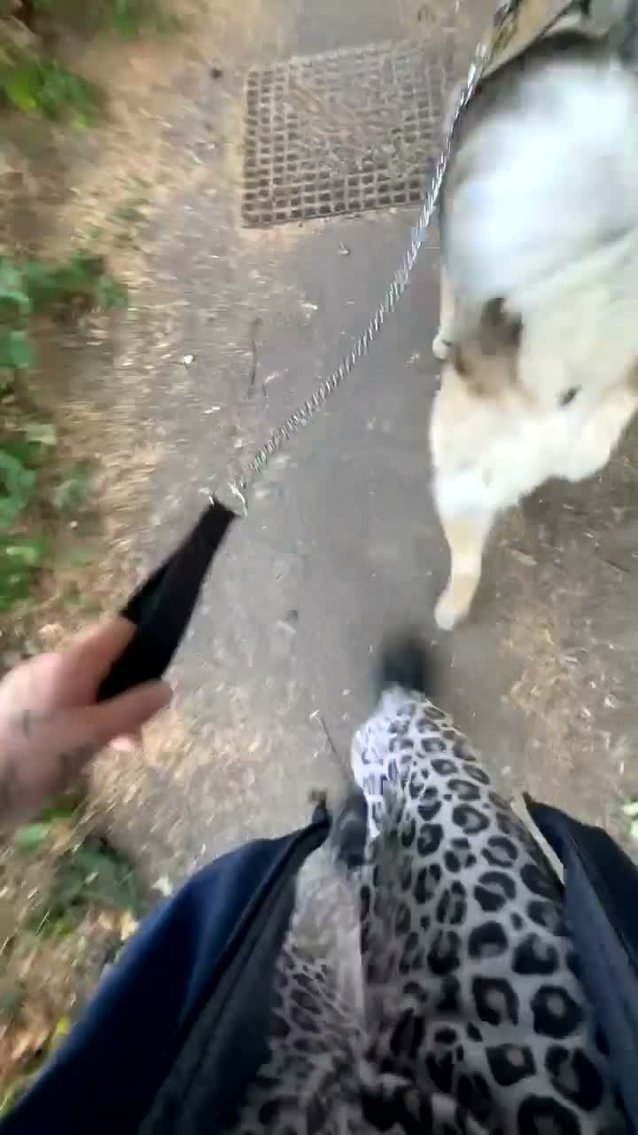 Norwegian Elkhound dogs for sale: Anyone looking for a big male dog  in Blackwood - Video 1