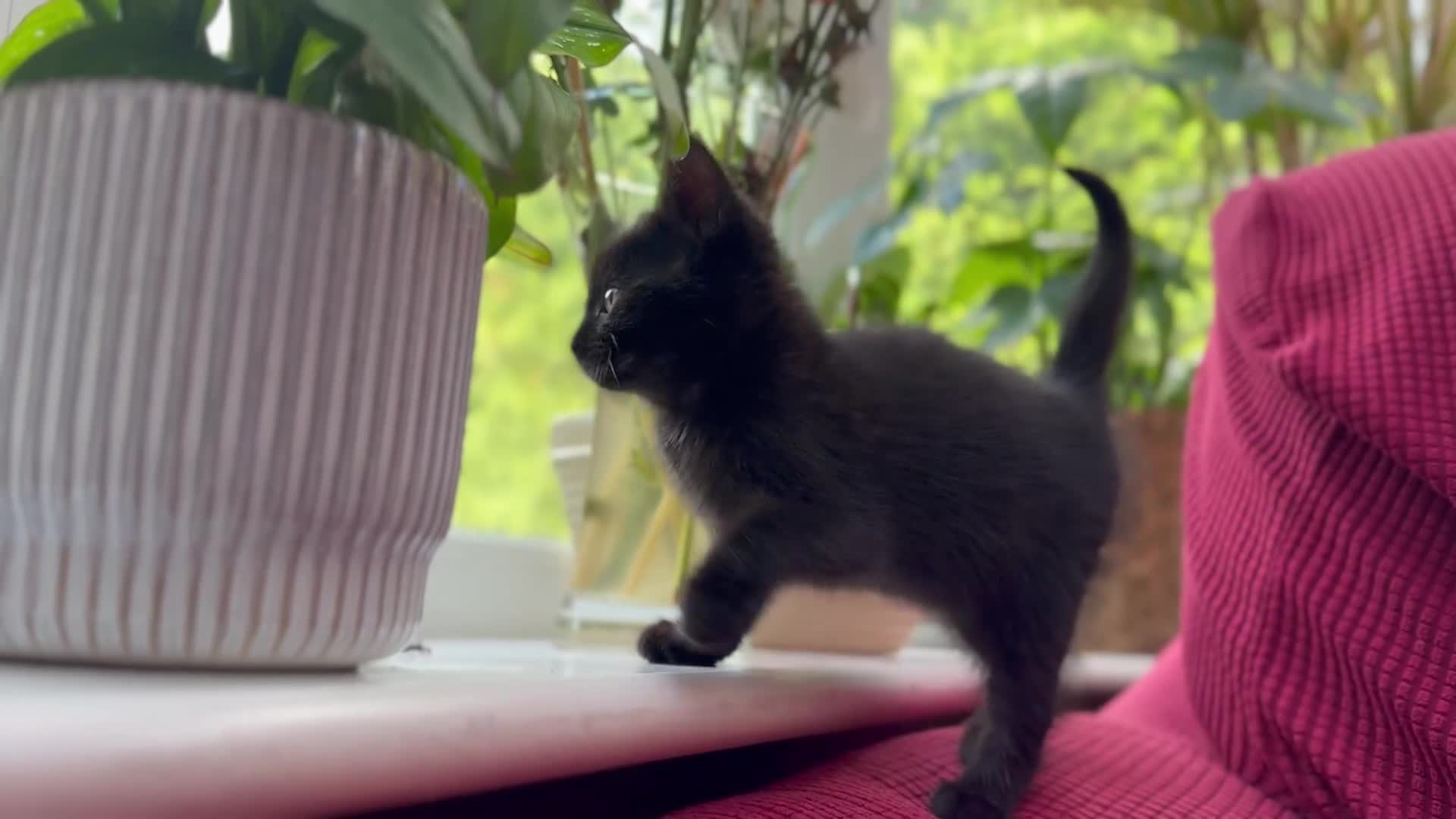 Mixed Breed cats for sale: Stunning Sheba female kitten - Video 3