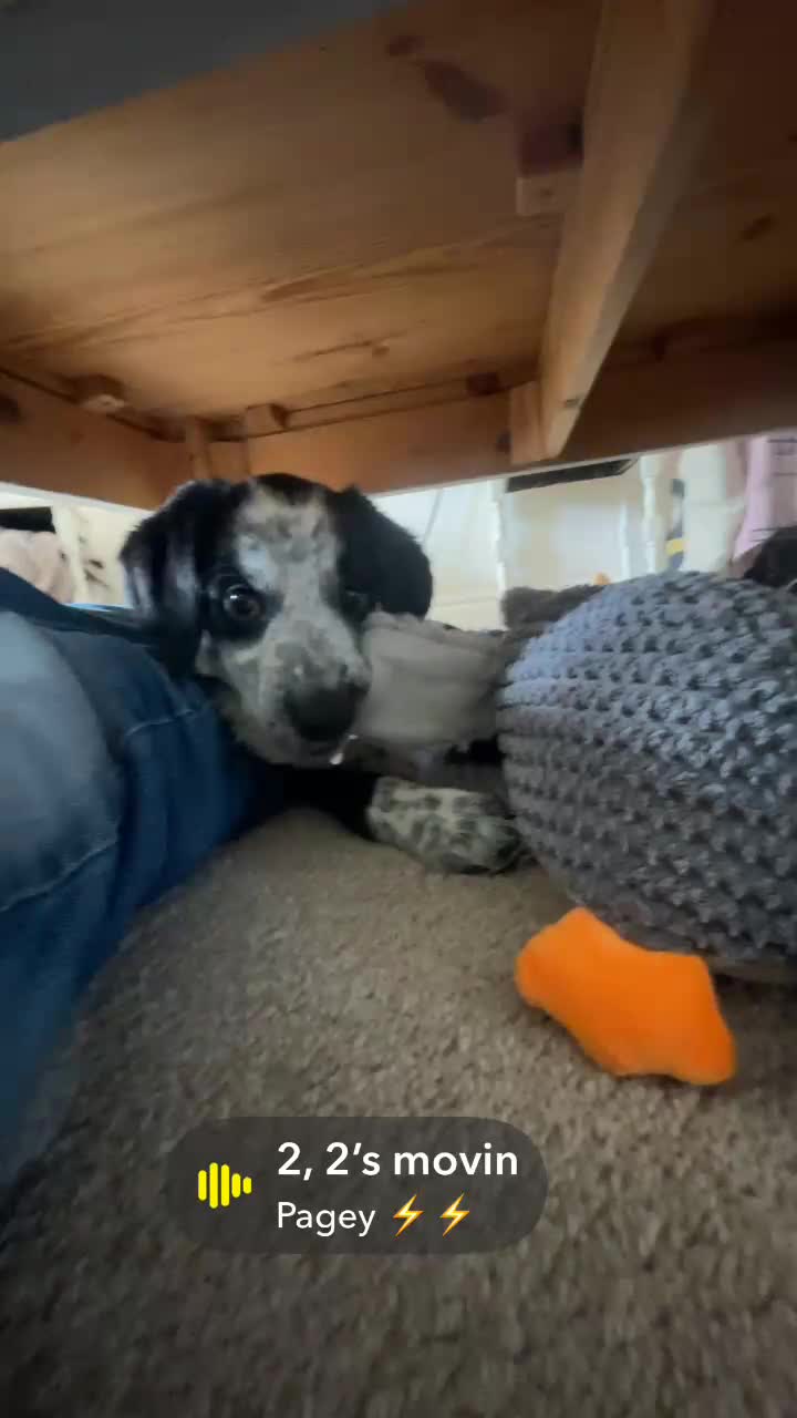 Mixed Breed dogs for sale: 12 week old Sprollie puppy for a new home  - Video 2