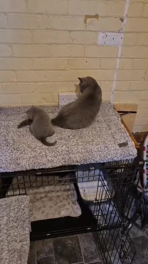 British Shorthair cats for sale: Bhs kittens in Manchester - Video 1