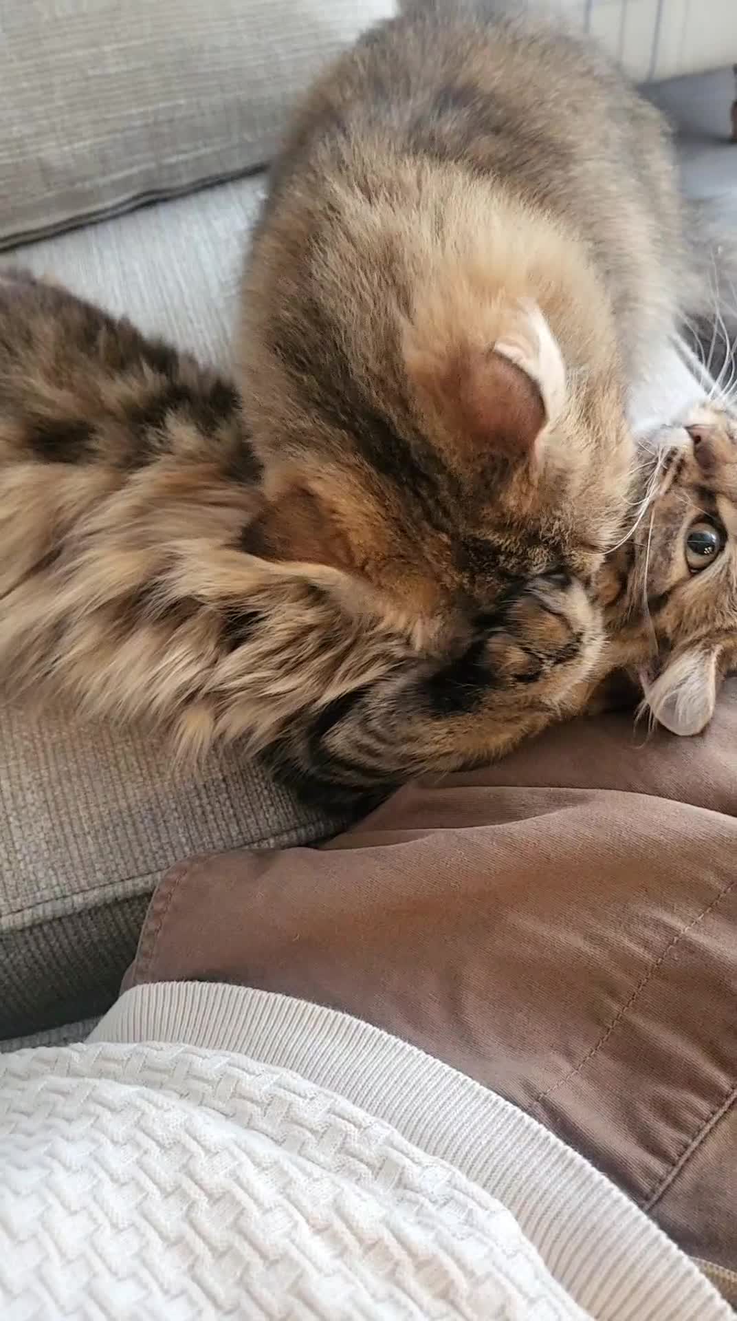 Persian cats for sale: 2 x Persian Cats in Westcliff-on-Sea - Video 1