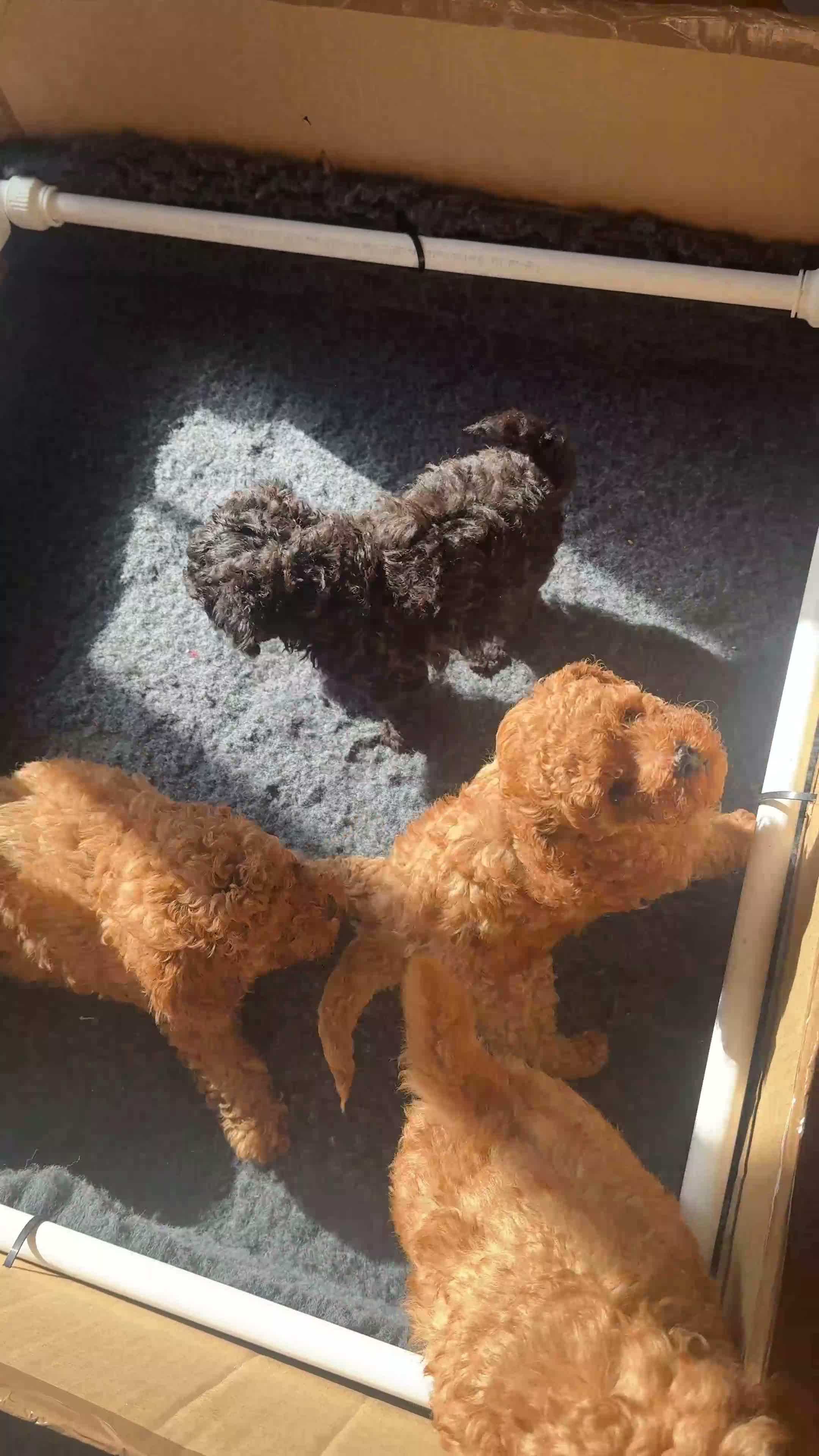 Toy Poodle dogs for sale: Beautiful Toy Poodle Puppies – Leeds in Leeds - Video 1
