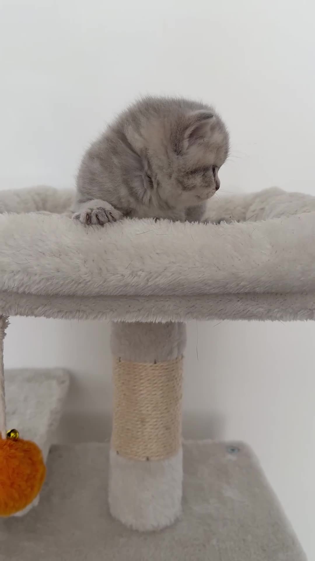 British Shorthair cats for sale: british shorthair kittens  - Video 5