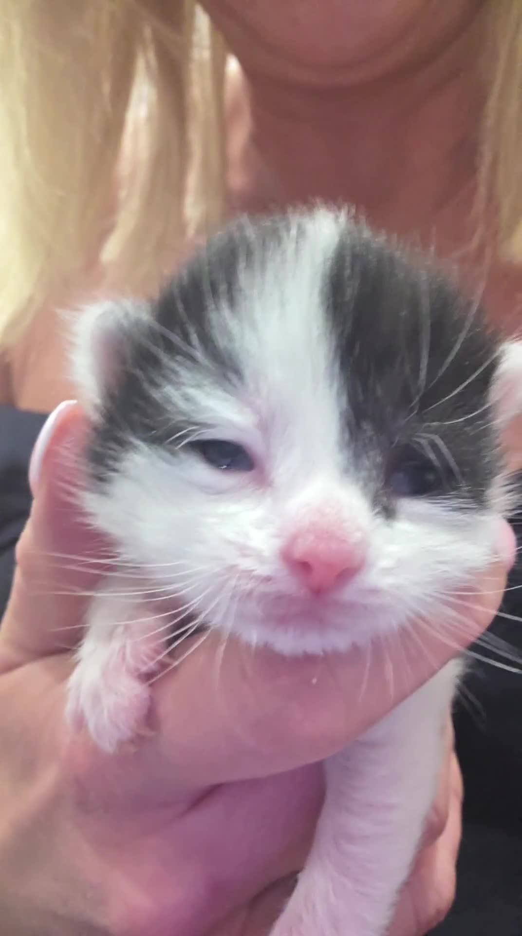 Mixed Breed cats for sale: Gorgeous Long Haired Kittens  in St Albans - Video 1