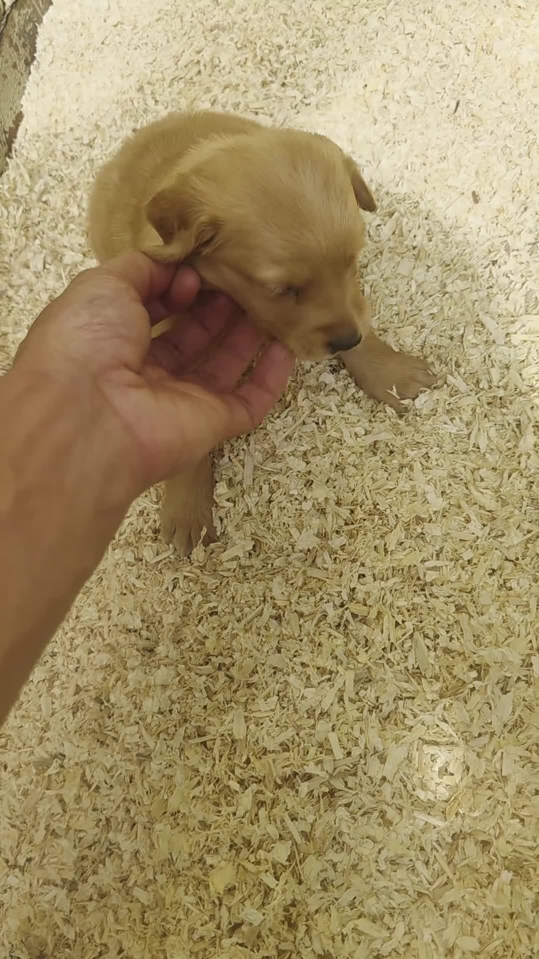 Golden Retriever dogs for sale: Kc registered dark red pups - Video 2