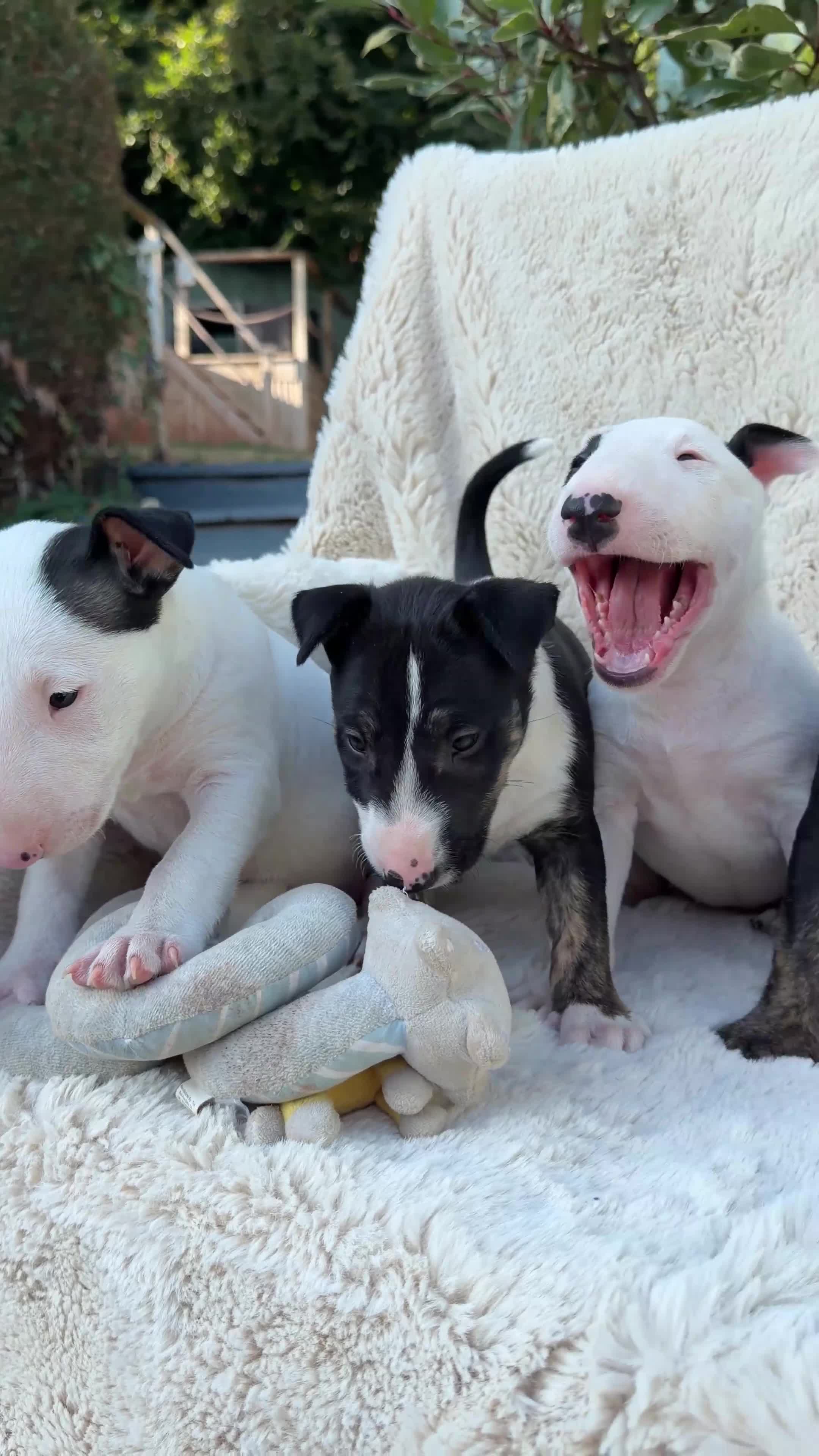 English Bull Terrier dogs for sale: Champion Bloodline English Bull Terrier Puppies - Video 1