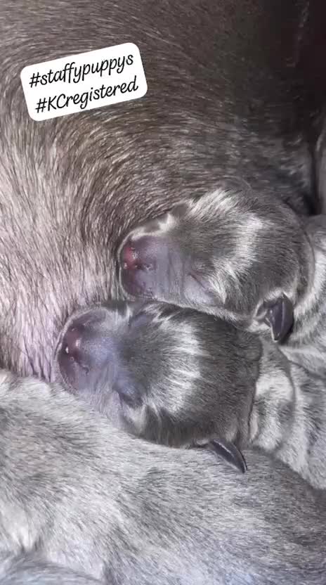 Staffordshire Bull Terrier dogs for sale: 7 beautiful KC staffy puppy’s - Video 2