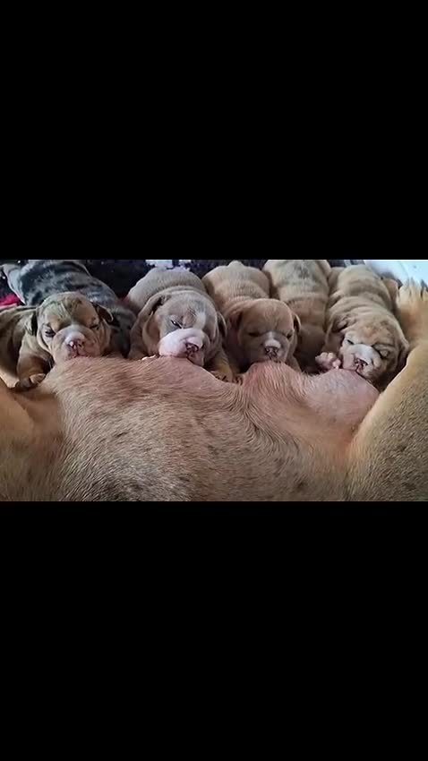 English Bulldog dogs for sale: Stunning English Bulldog Puppy's 1 boy 5 girls - Video 5