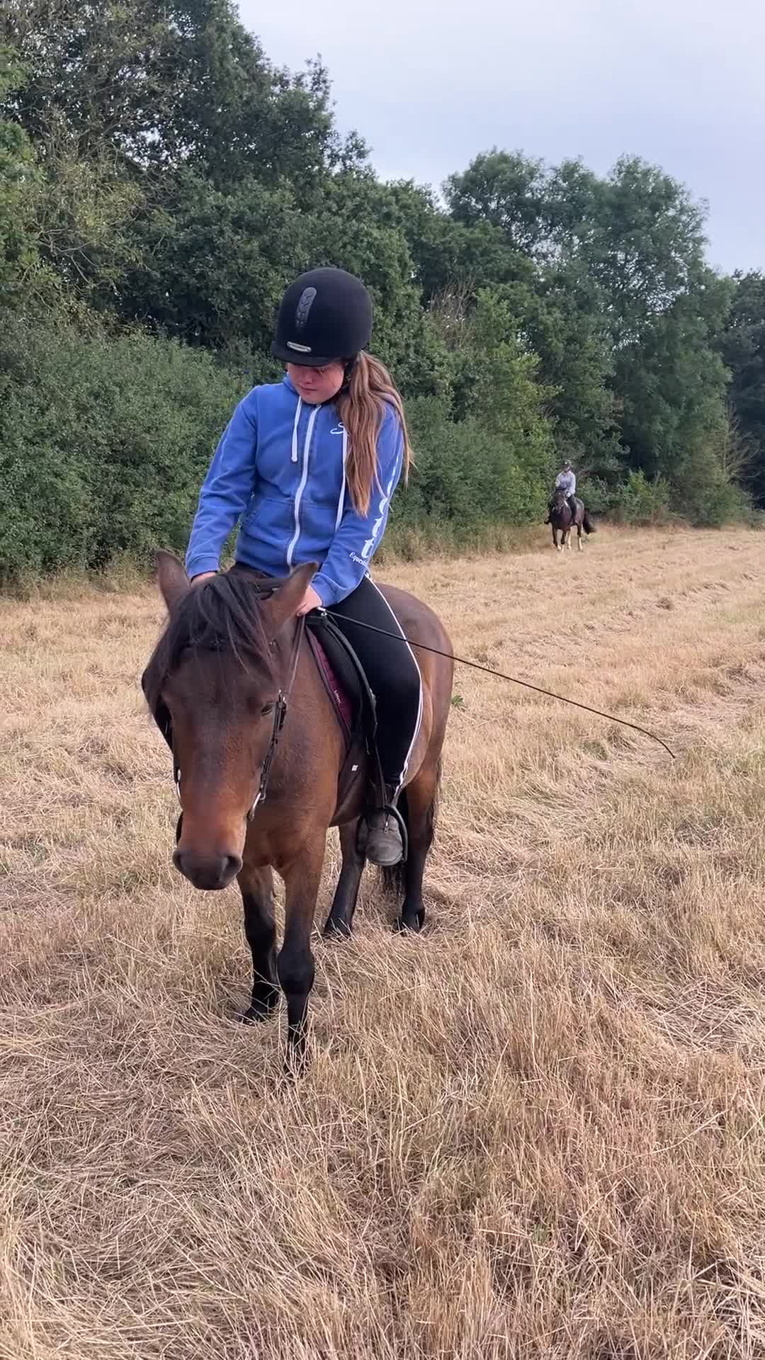 Dartmoor horses for sale: Teddy - Video 1