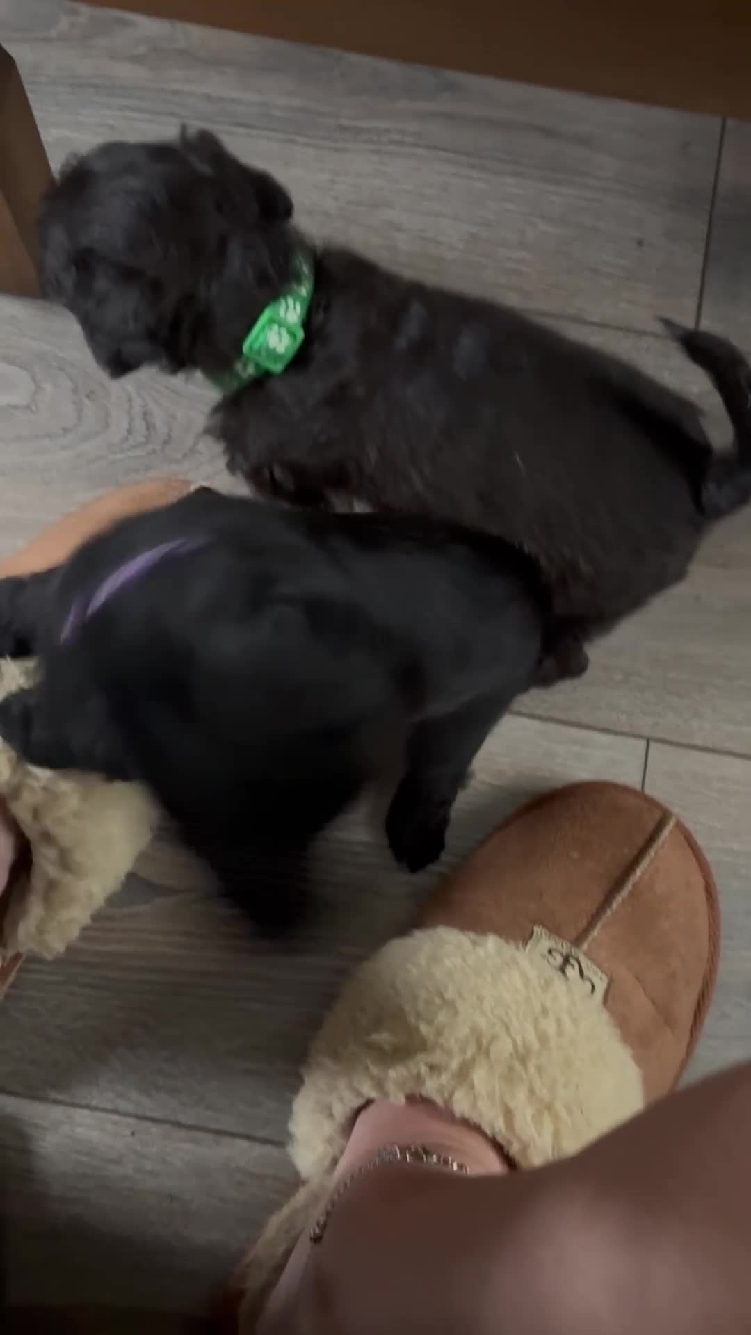 Mixed Breed dogs for sale: Patterdale cross - Video 1