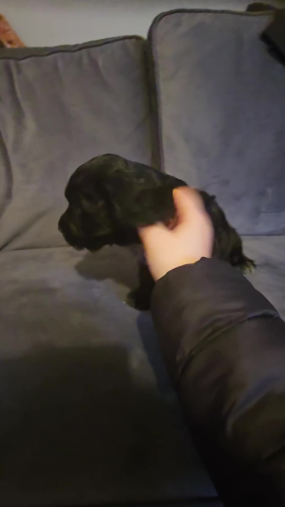 Cocker Spaniel dogs for sale: Last girl in the litter - Video 1