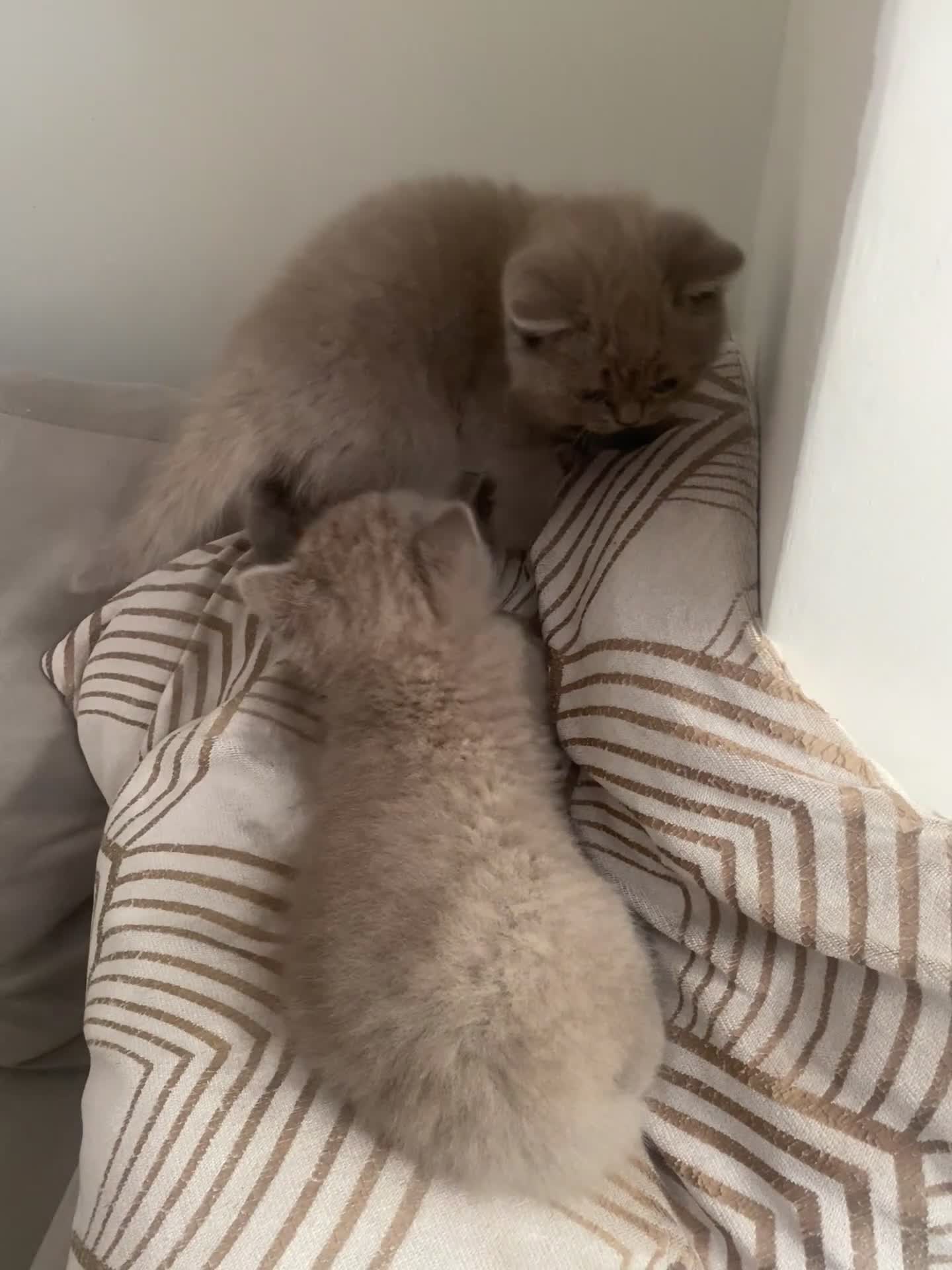 British Shorthair cats for sale: British short hair male Lilac - Video 1