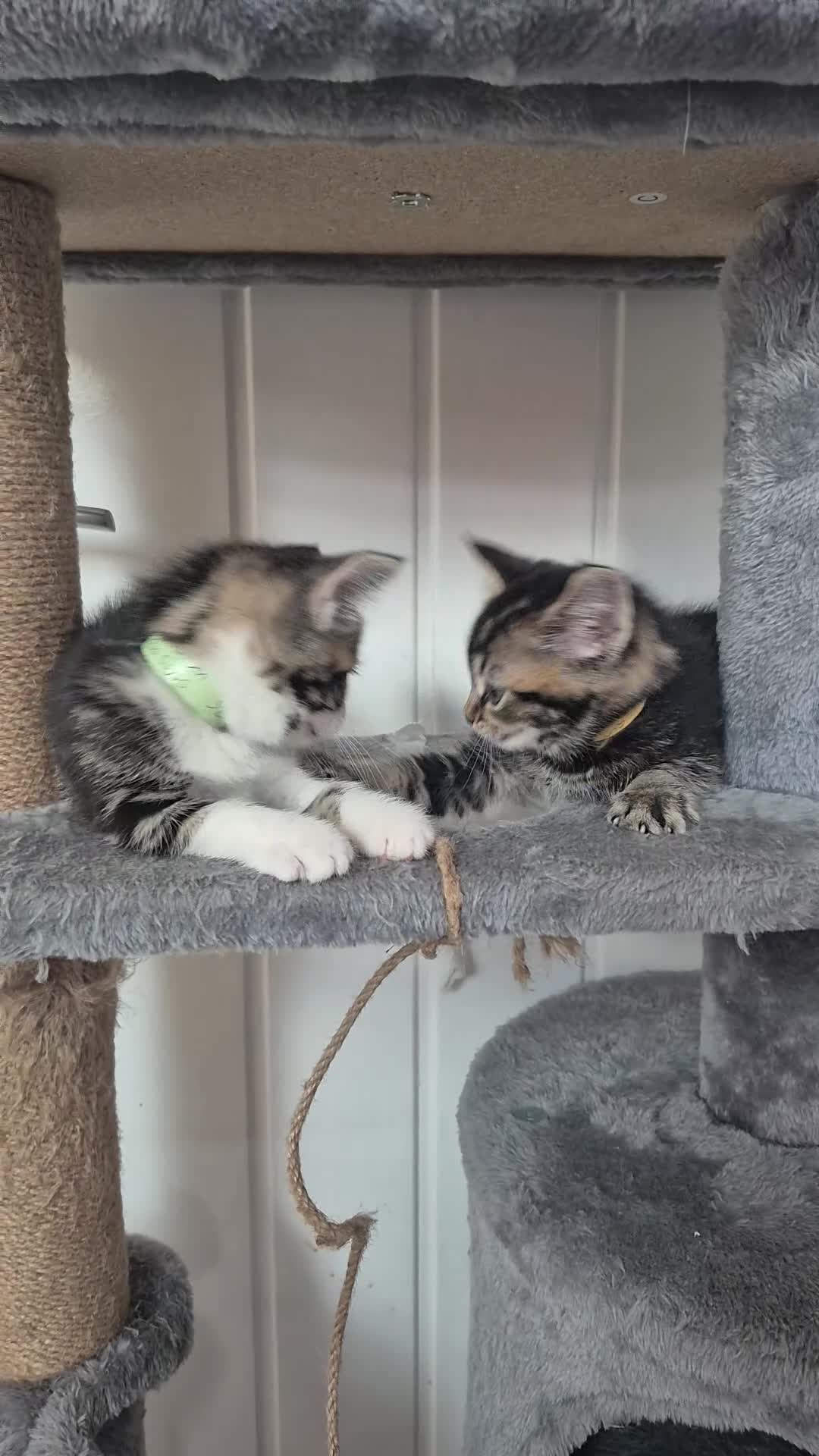 Domestic Shorthair cats for sale: 2 sisters looking for homes together  - Video 1