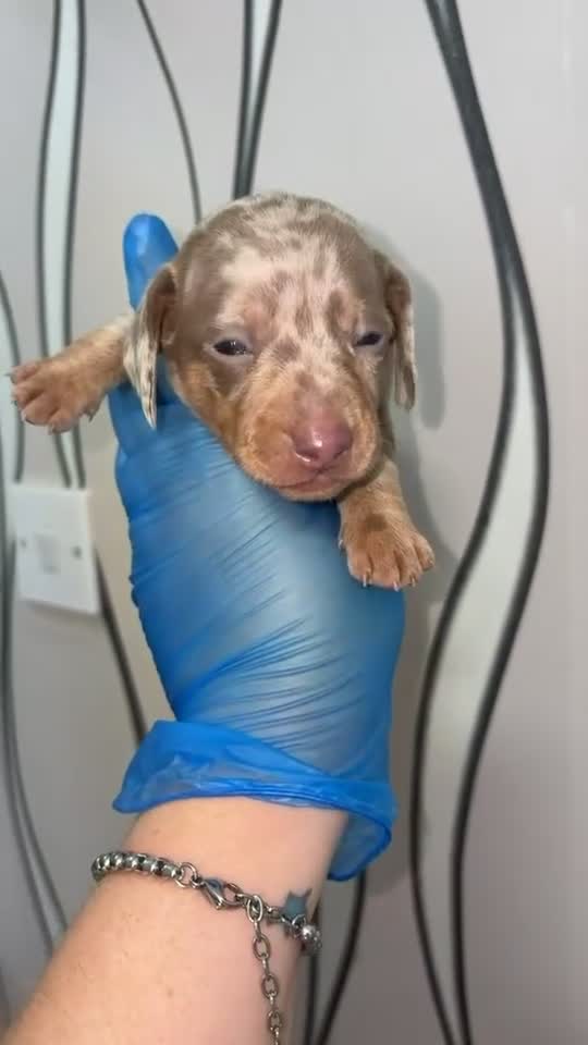 Miniature Dachshund dogs for sale: 4 gorgeous boys looking for their forever homes  - Video 4