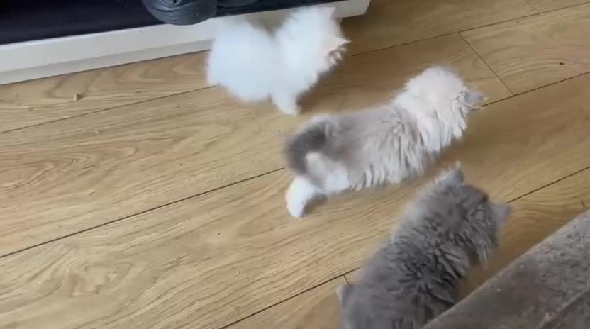 Persian cats for sale: Beautiful Persian/Ragdoll kittens - Video 1