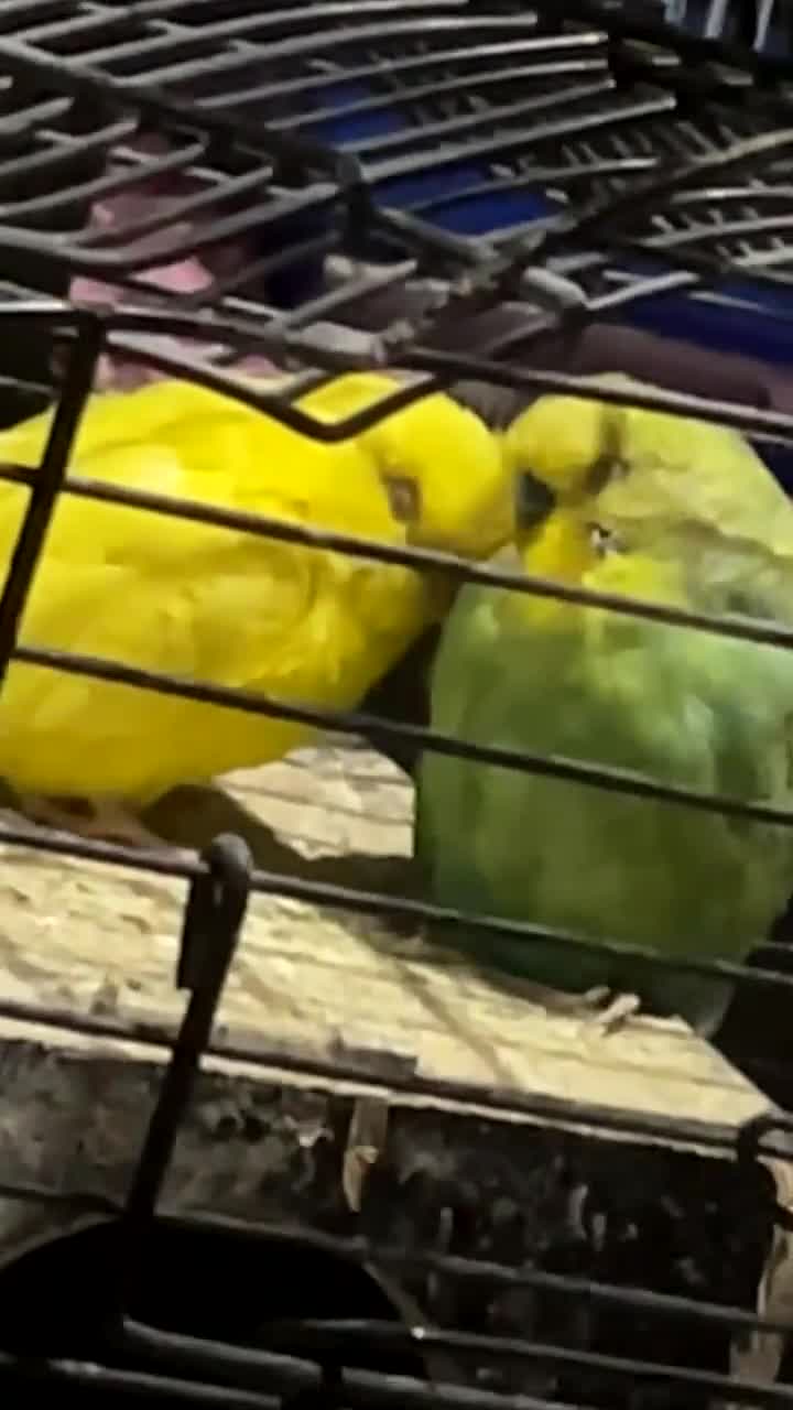 Budgerigars birds for sale: 2 beautiful buggies for sale  - Video 1