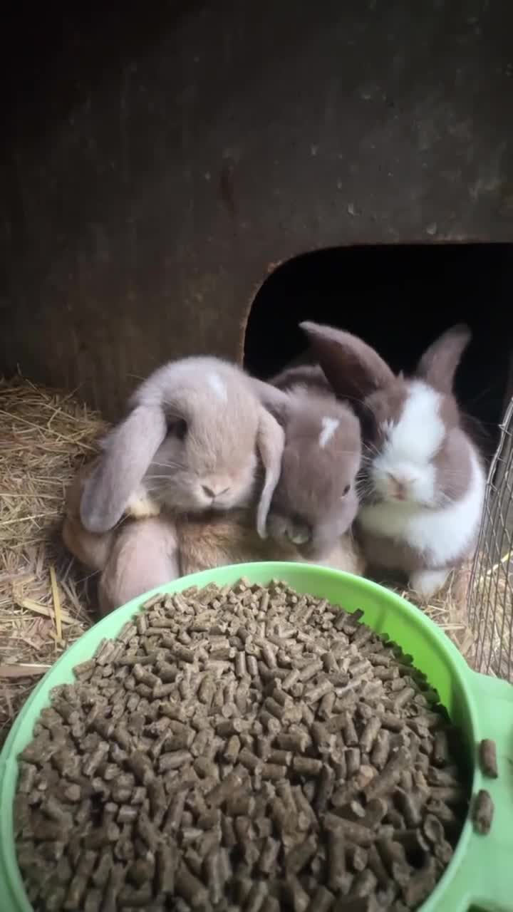 Mini Lop rabbits for sale: Super Friendly Pure Bred Mini Lop Bunnies - Video 1
