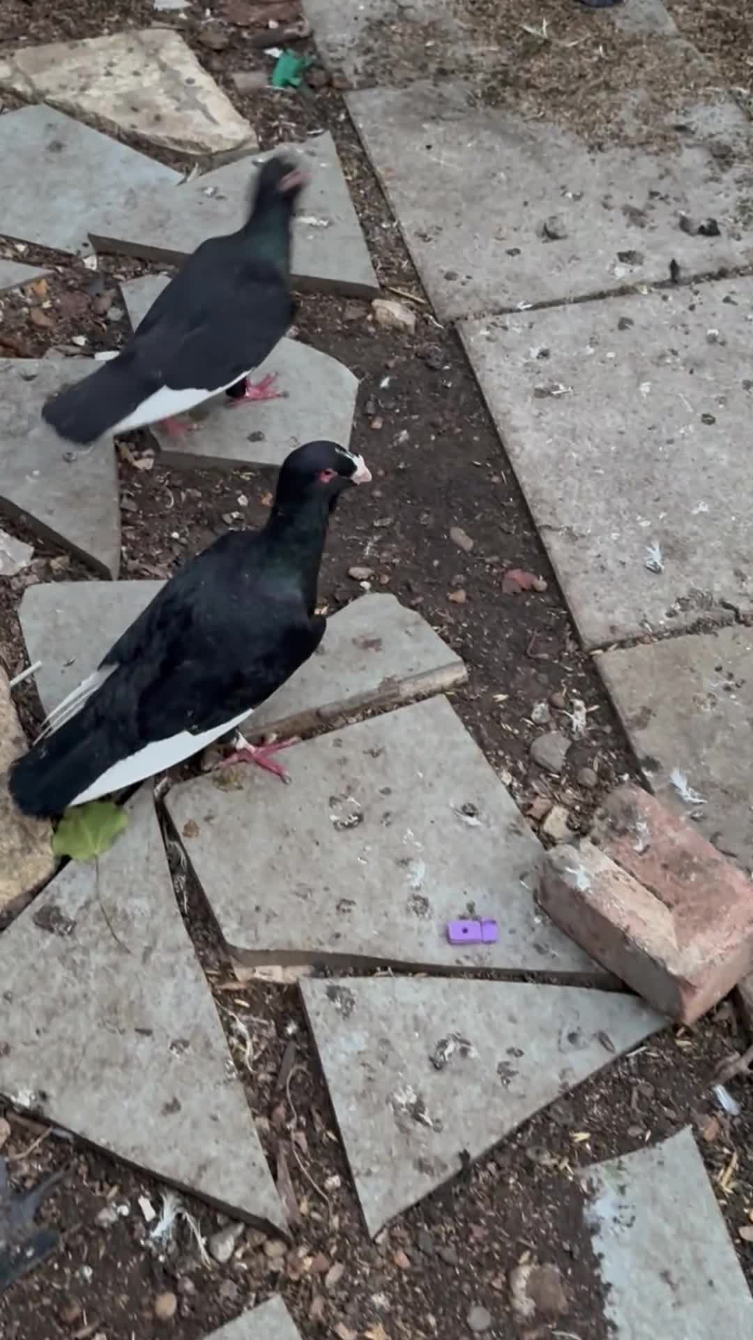 Pigeons birds for sale: Syrian pigeons for sale - Video 2