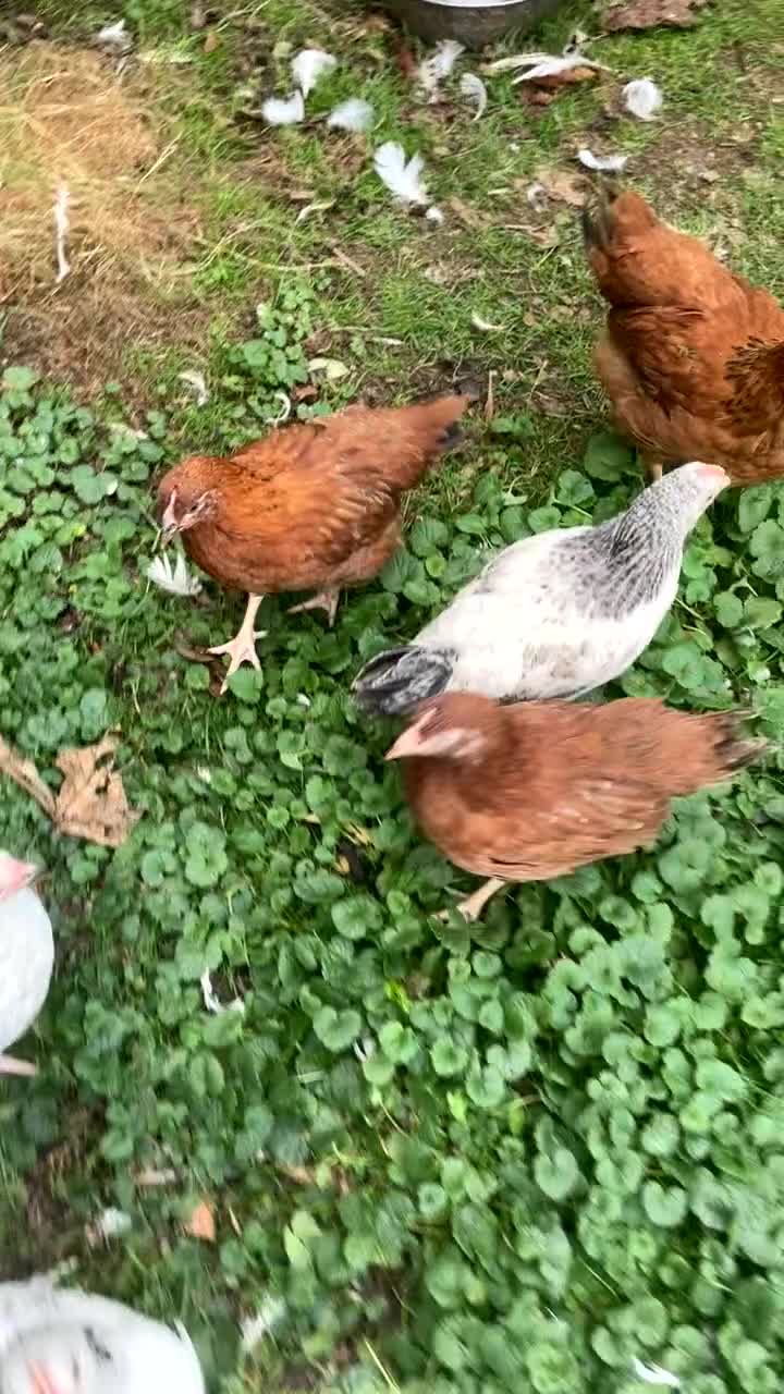 Chickens poultry for sale: Healthy Hybrid cockerells - Video 1