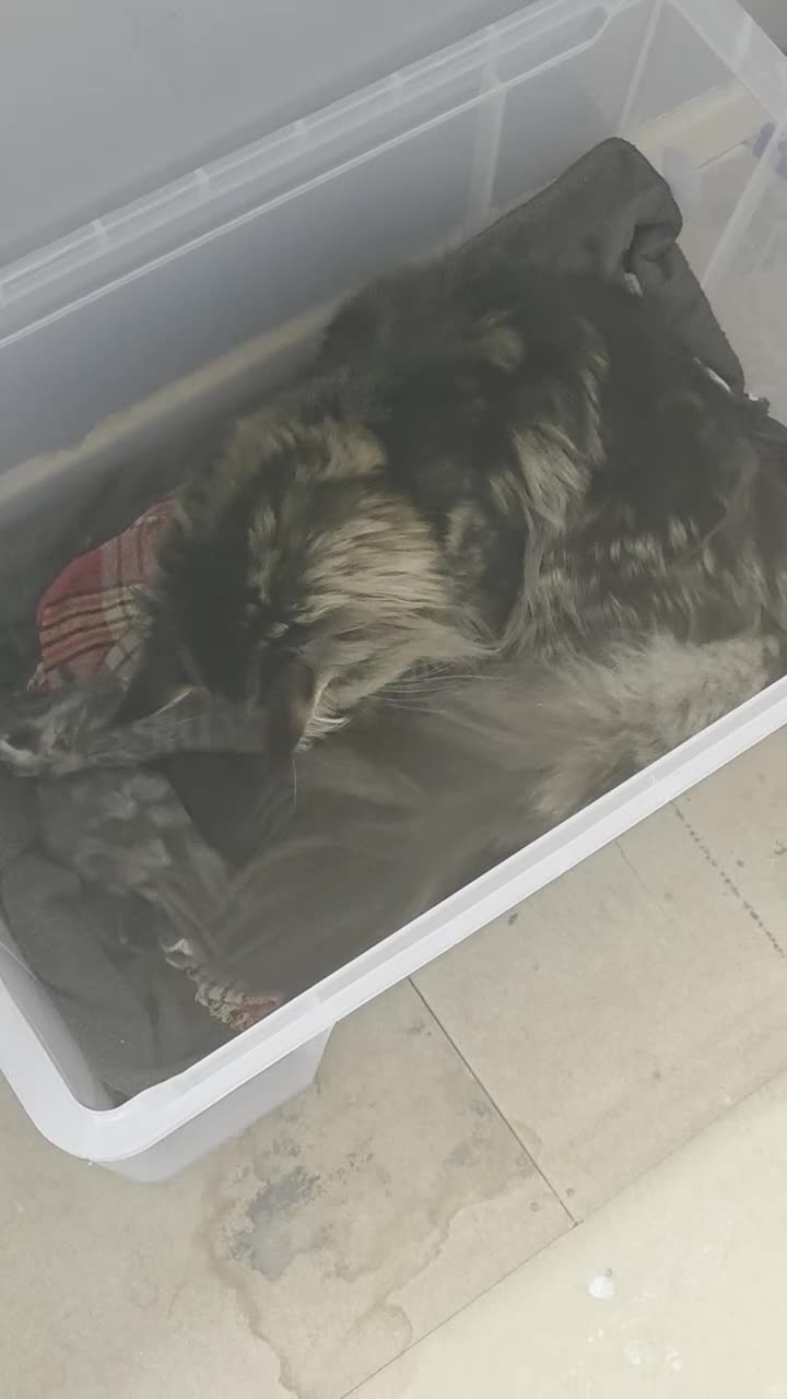 Maine Coon cats for sale: Maine coon half breed. - Video 1