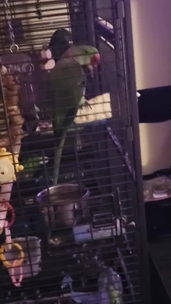 Parakeets birds for sale: Alexandrine boy . And large cage  - Video 4