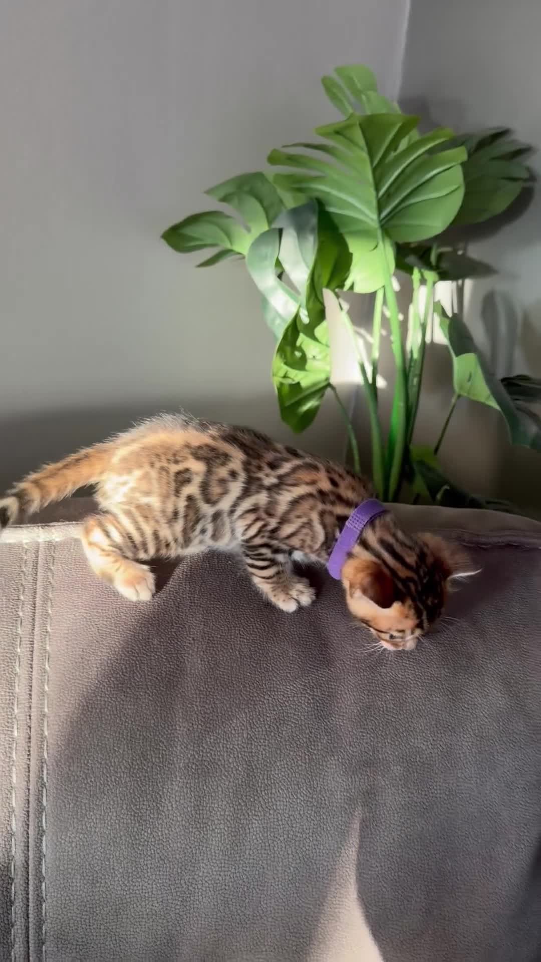Bengal cats for sale: Beautiful Pedigree Bengal kittens for sale  - Video 2