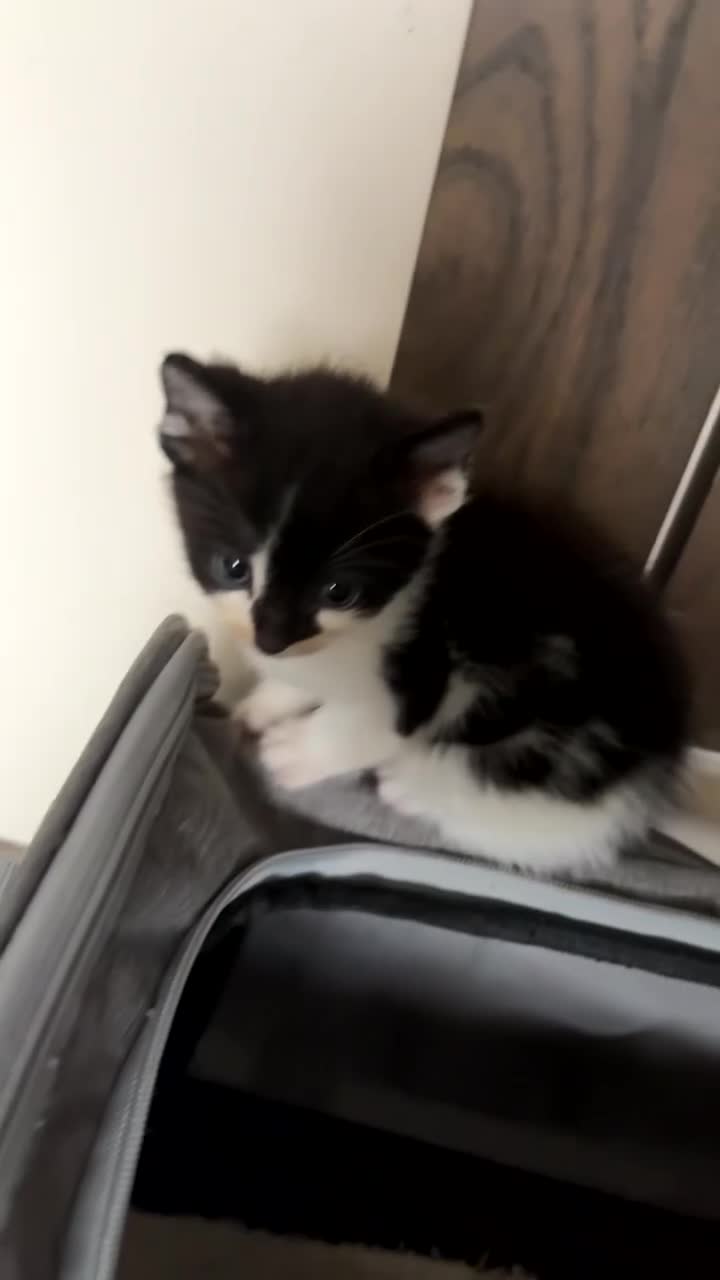 Mixed Breed cats for sale: Cute Kittens for sale - Video 2