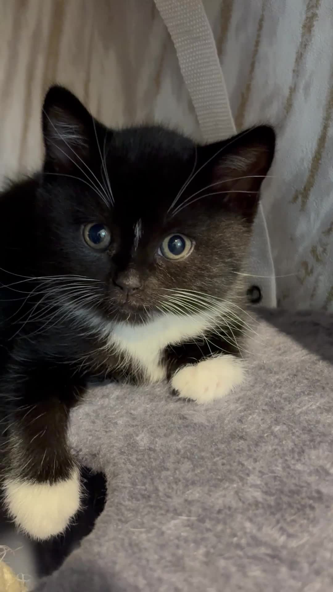 Mixed Breed cats for sale: Cute Scottish fold/ straight mixed breed kittens.  in Slough - Video 1