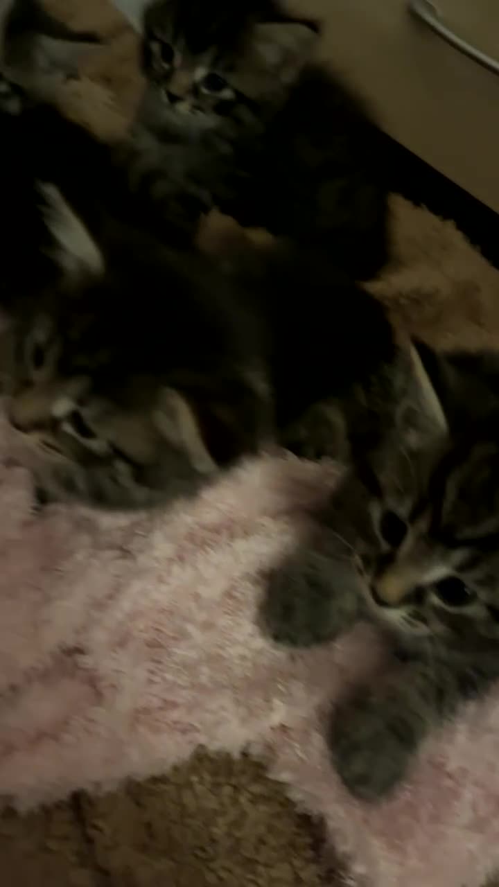 Mixed Breed cats for sale: Mixed breed Kittens for sale  - Video 2