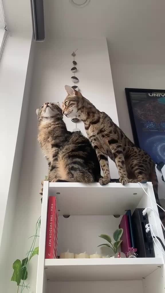 Bengal cats for sale:  **  Bengal and Tabby for free in Harrow - Video 1