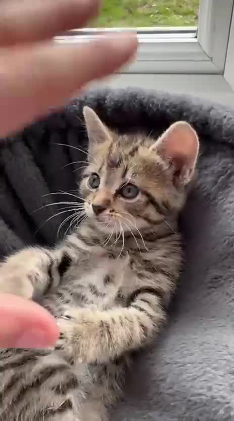 Mixed Breed cats for sale: 3 beautiful kittens ready now!  - Video 3