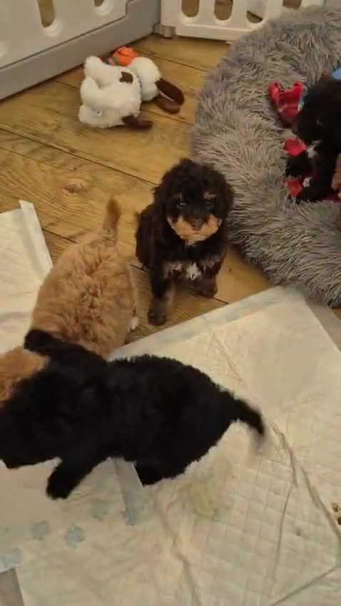 Cockapoo dogs for sale: Stunning cockapoo puppys  - Video 1