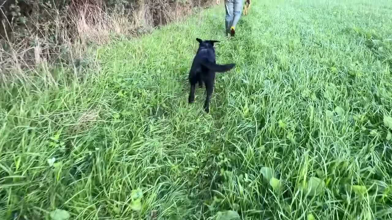 Labrador Retriever dogs for sale: Adult - KC Registered Black Labrador Retriever  - Video 3